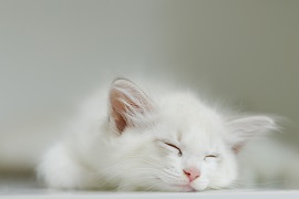 猫眼睛红肿睁不开？