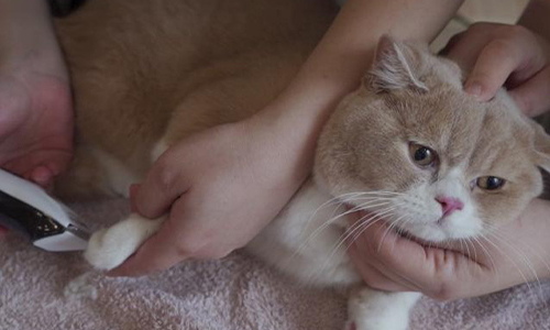 84消毒液能清猫瘟吗