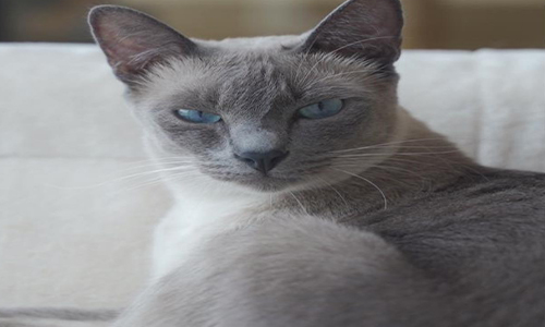 猫咪能吃橘子吗