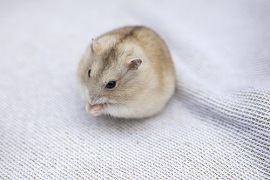 仓鼠死前有什么征兆 仓鼠死前有什么征兆