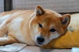 狗在家里的适宜温度是多少