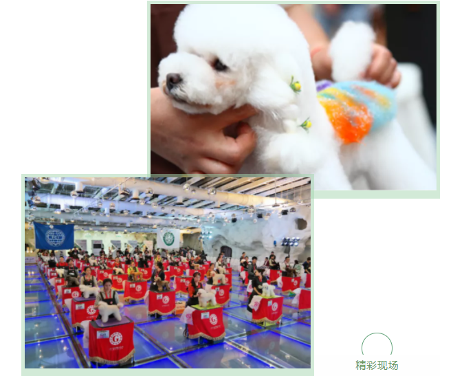 福宠展_cku华南区宠物美容师资格认证考试