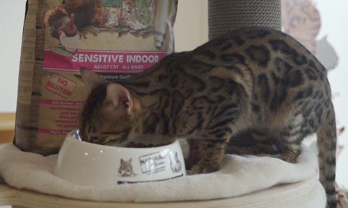 猫咪便秘可以喝牛奶吗 猫咪便秘_猫咪 猫咪便秘可以喝牛奶吗 猫咪便秘_猫咪