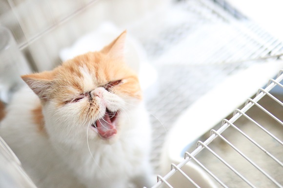 猫咪可以吃西瓜吗 猫咪可以吃西瓜吗