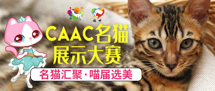 猫咪可以吃西瓜吗 猫咪可以吃西瓜吗