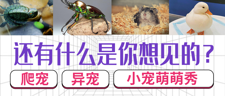 福宠展_小宠异宠萌萌秀