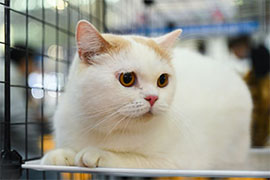 福宠展_猫展示 福宠展_猫展示