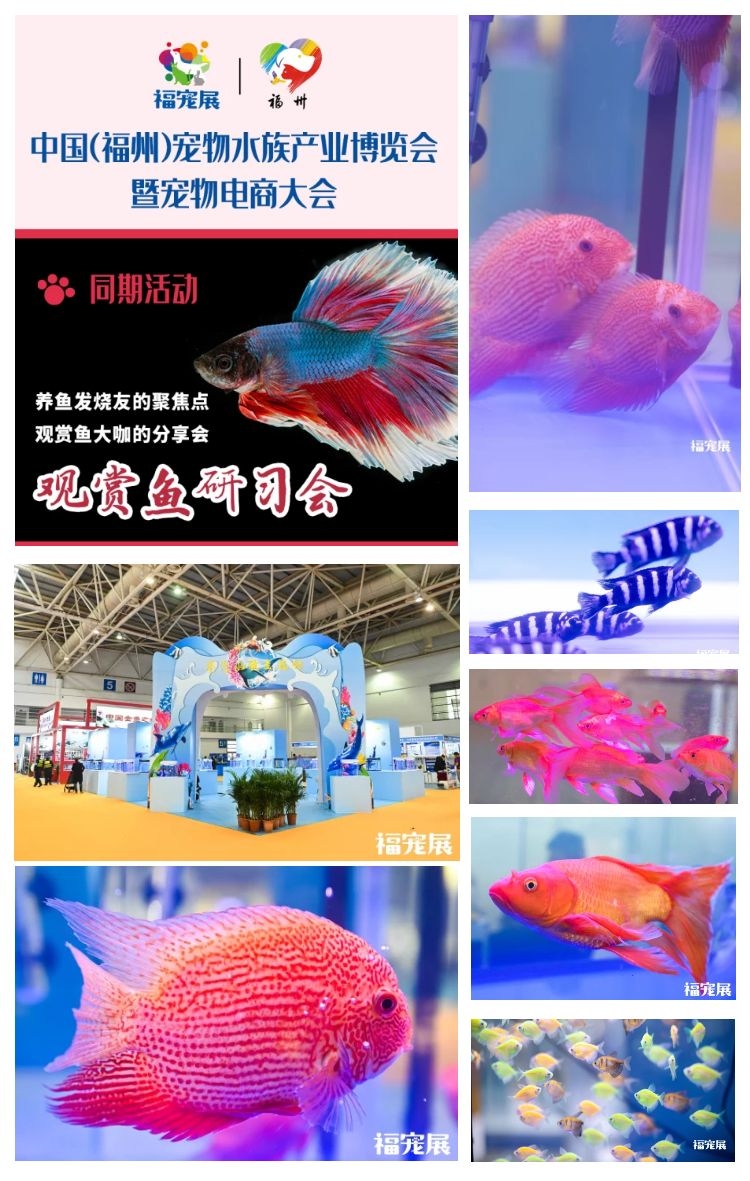 福宠展台湾观赏鱼
