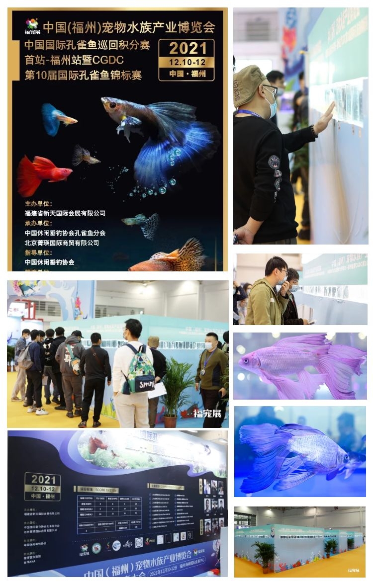 福宠展孔雀鱼锦标赛