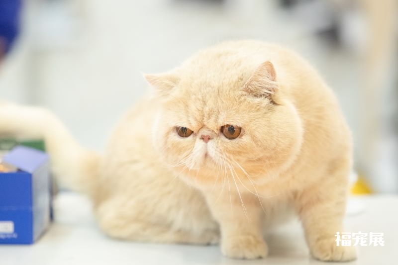 福宠展_宠物猫 福宠展_宠物猫