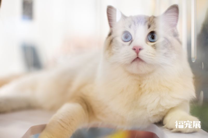 福宠展_宠物猫 福宠展_宠物猫