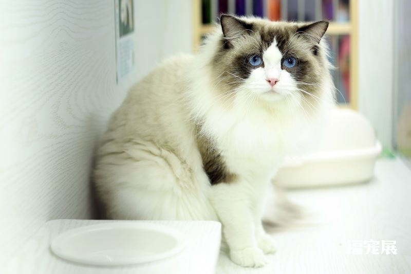 福宠展_宠物猫 福宠展_宠物猫