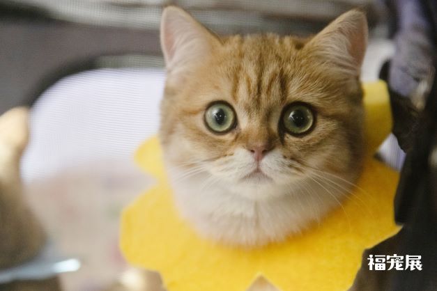 福宠展_宠物猫 福宠展_宠物猫
