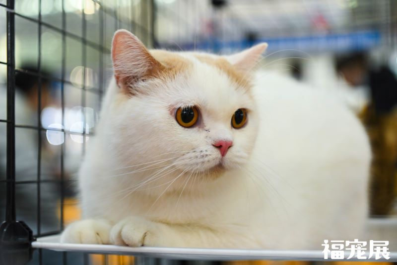 福宠展_宠物猫 福宠展_宠物猫
