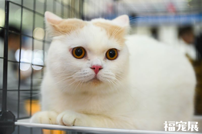 福宠展_宠物猫 福宠展_宠物猫