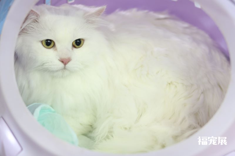 福宠展_宠物猫 福宠展_宠物猫