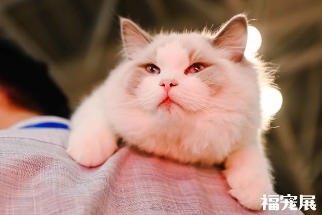 福宠展_宠物猫 福宠展_宠物猫