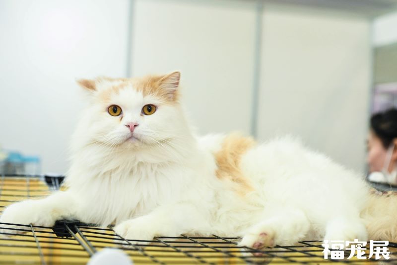 福宠展_宠物猫 福宠展_宠物猫