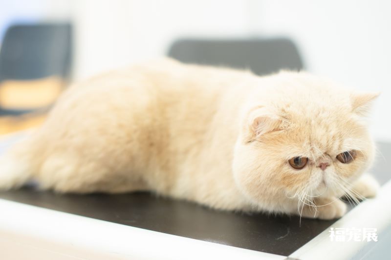 福宠展_宠物猫 福宠展_宠物猫