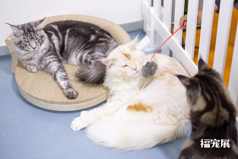 福宠展_宠物猫 福宠展_宠物猫