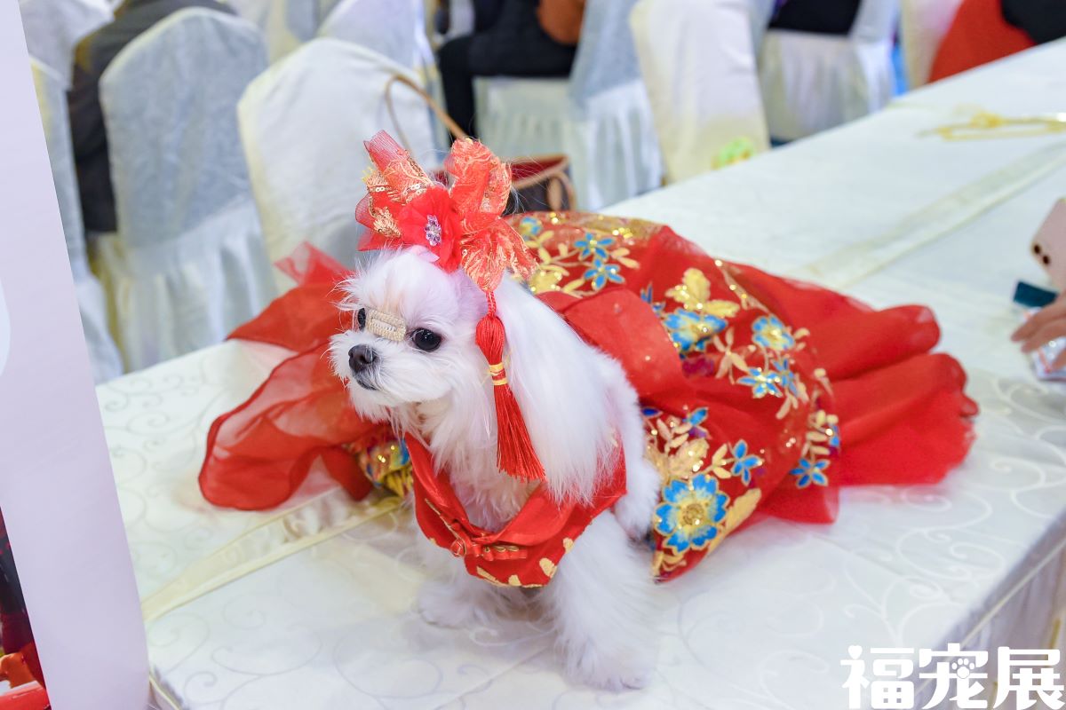 福宠展_宠物猫 福宠展_宠物猫