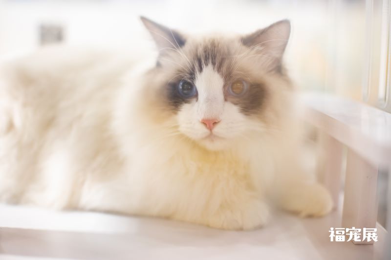 福宠展_宠物猫 福宠展_宠物猫