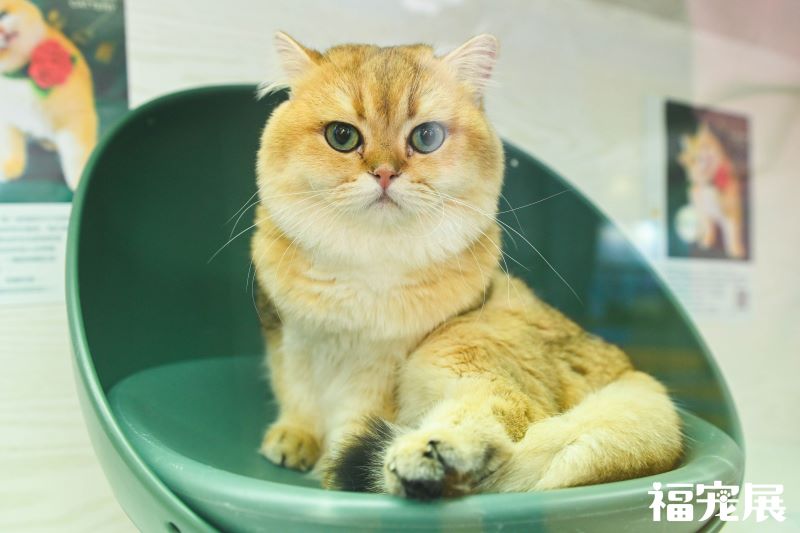 福宠展_宠物猫 福宠展_宠物猫