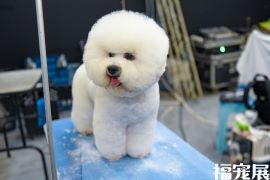 福宠展_宠物狗 福宠展_宠物狗