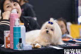 福宠展_宠物狗