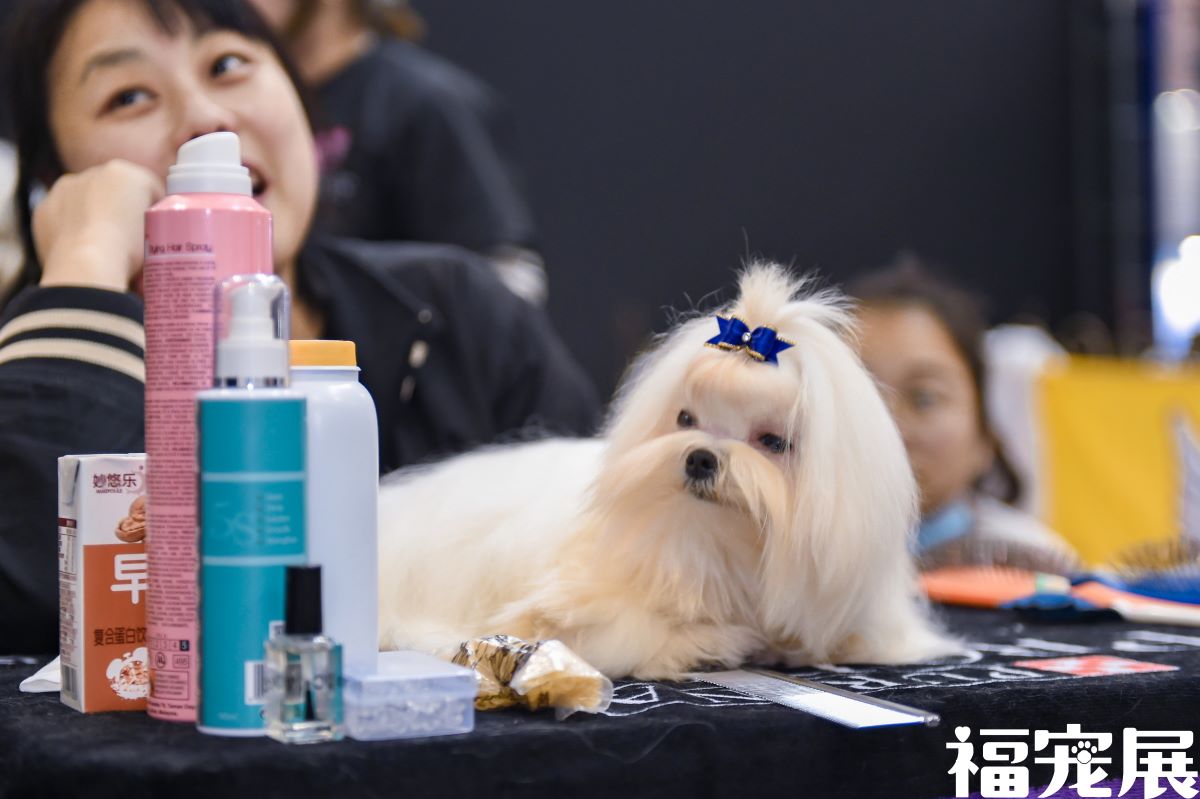 夏天狗狗中暑的表现 狗狗中暑了什么表现 夏天狗狗中暑的表现 狗狗中暑了什么表现