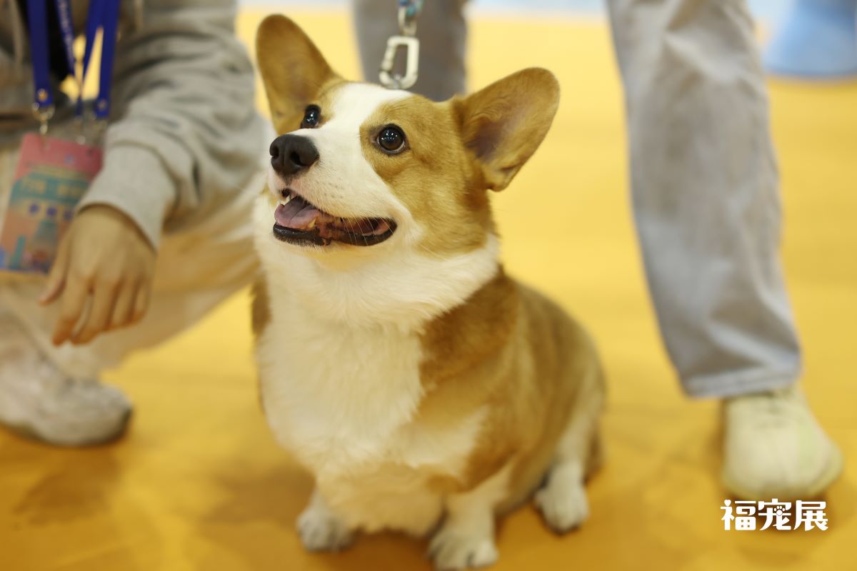 福宠展_宠物狗 福宠展_宠物狗