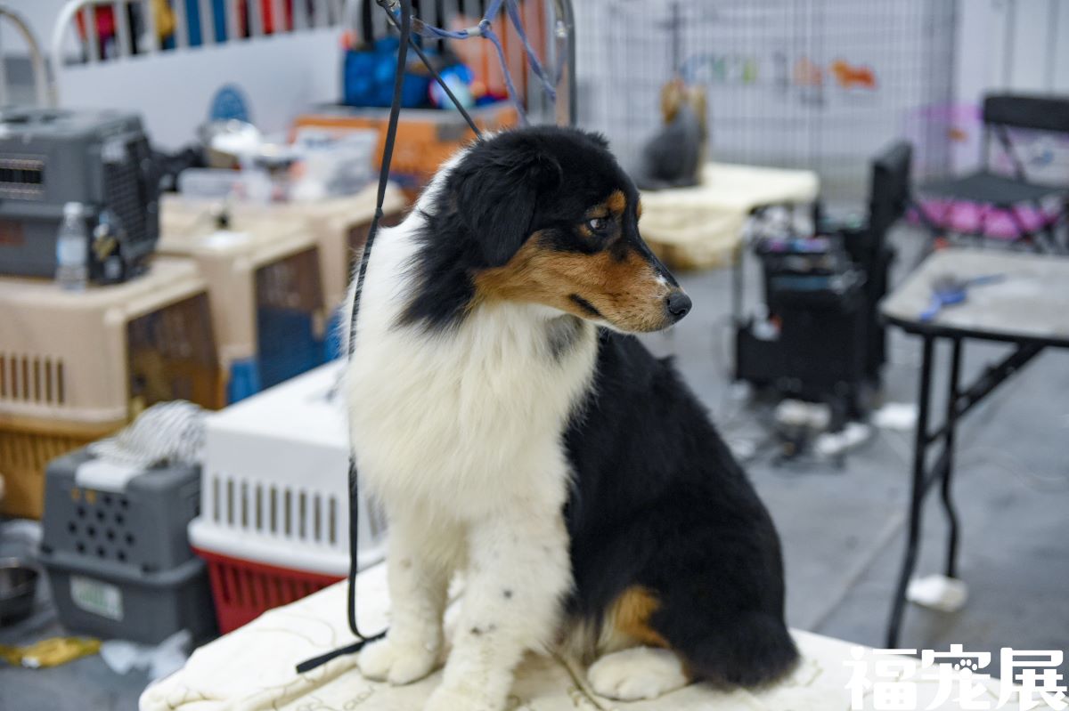 福宠展_宠物狗 福宠展_宠物狗