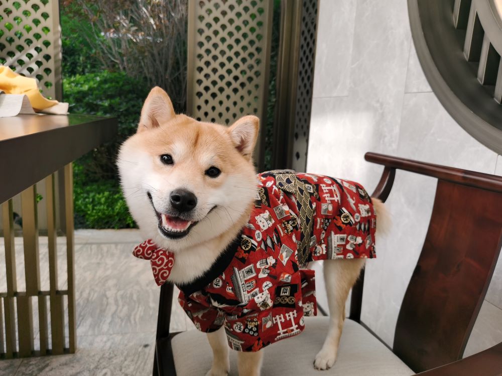 提高狗狗免疫力的方法 提高免疫力的方法也是很重要的