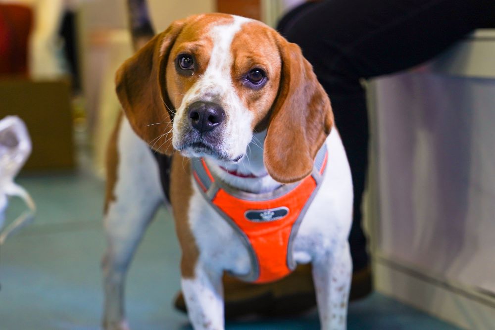 犬蛔虫病的症状 狗狗蛔虫的生理特性及防治措施