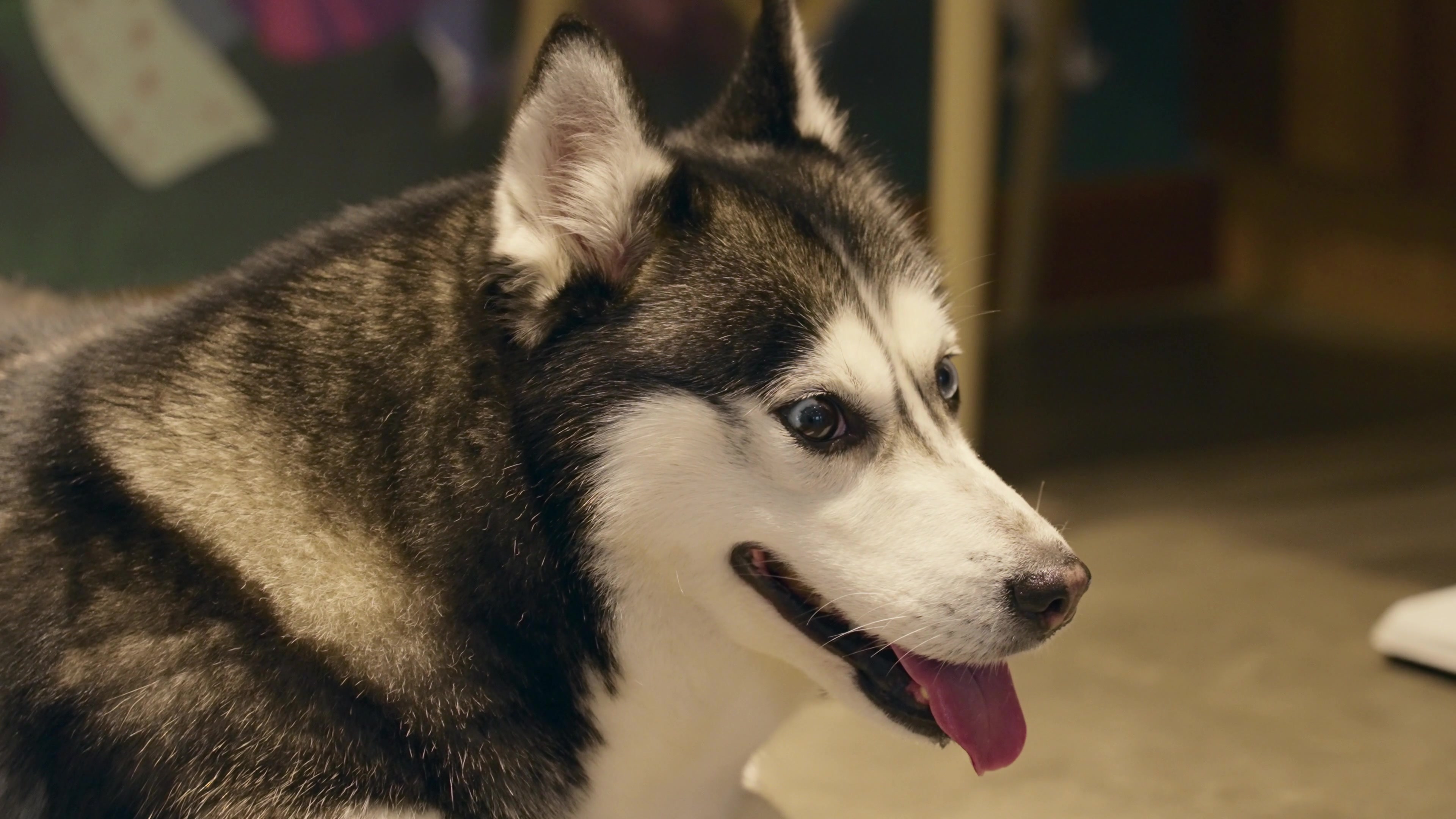 哈士奇每顿吃多少 吃多少它自己都不知道量! 哈士奇每顿吃多少 吃多少它自己都不知道量!