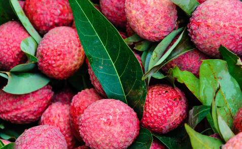 果蔬快讯｜从0到260吨，东莞荔枝出口创历史新高，产业协会助力再升级