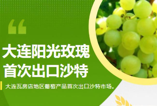 果蔬快讯｜15.1吨大连阳光玫瑰首次出口沙特