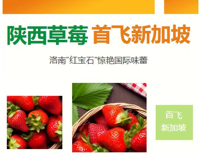 果蔬快讯｜陕西草莓首飞新加坡，洛南“红宝石”惊艳国际味蕾 