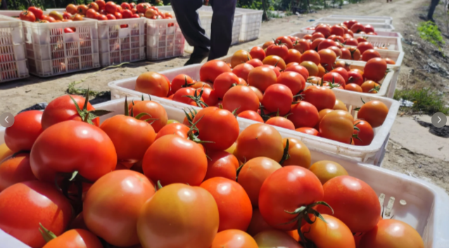 果蔬快讯｜番茄身价暴涨！一斤番茄换两斤鸡蛋，背后发生了什么？