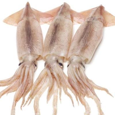 单船爆钓 57 吨！阿根廷鱿鱼优质大规格重现，渔汛爆发信号？