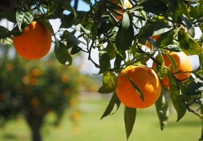 果蔬快讯｜100吨重庆开州柑橘首次自营出口新加坡和俄罗斯