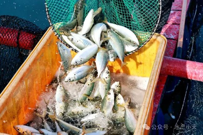 新春鲜味正当时！连江巴浪鱼大量上市