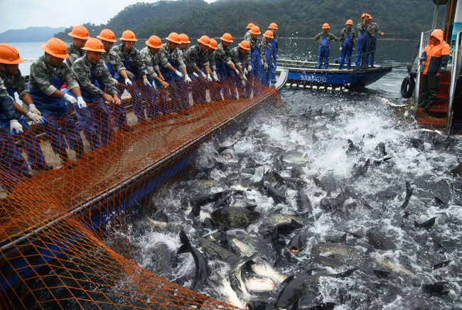 全球及我国四大渔场分布解析