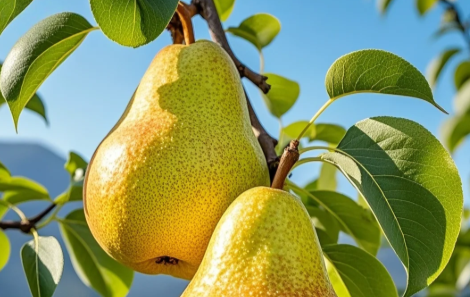 果蔬快讯｜中国梨出口逆势增长，沧州领跑、莱阳抢滩欧美高端市场