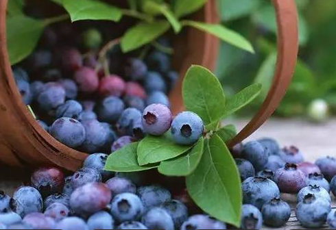 果蔬快讯｜蓝莓价格“腰斩”堆成山卖，资本为何还在疯狂砸钱？