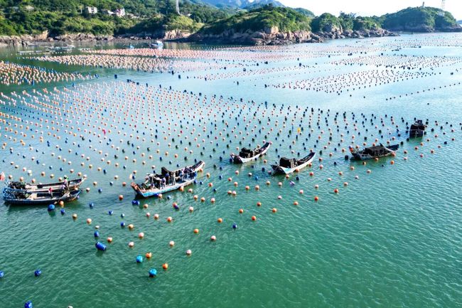 踏浪丰收！连江 5 亿粒海产全面上市，老福州都爱这口鲜